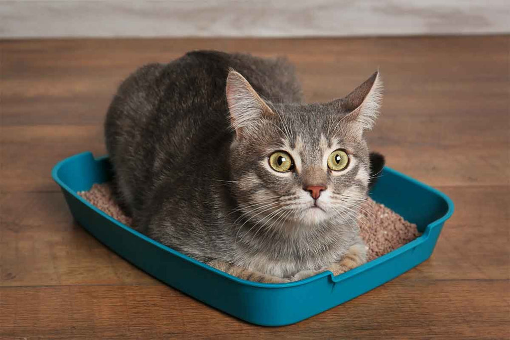 What Cat Litter is Best?