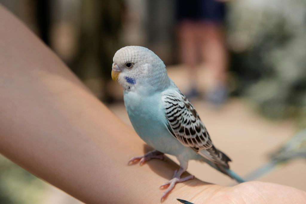 What Food Budgies Eat