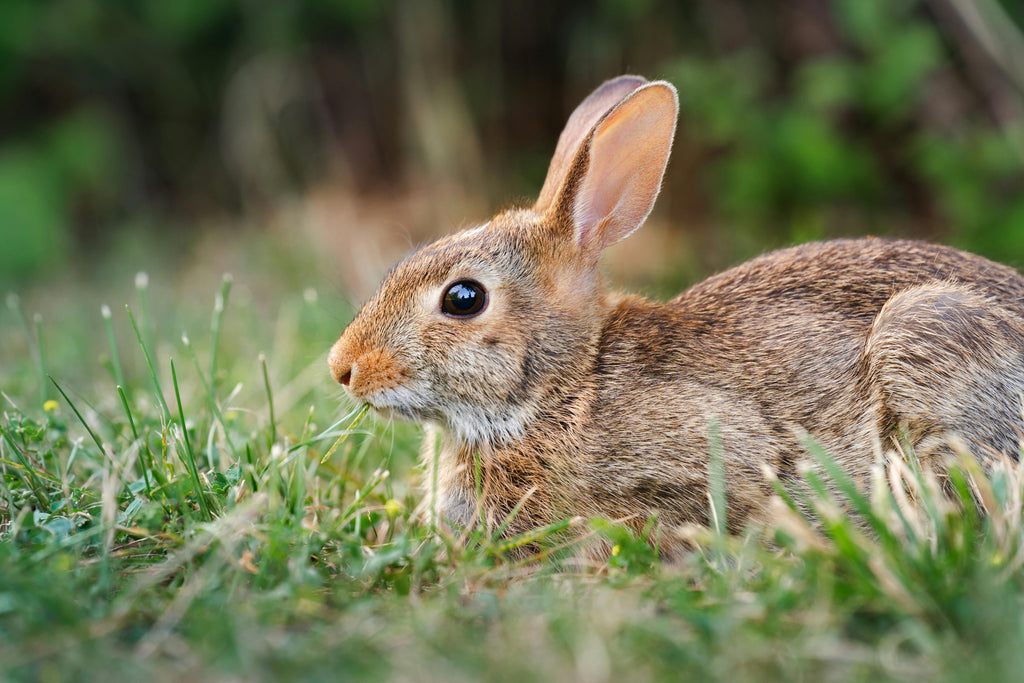 What is the Best Food for Rabbits