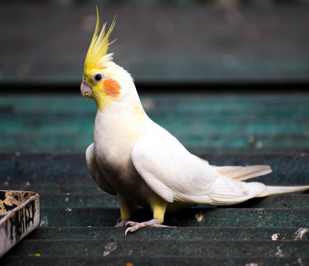 What is the Best Cockatiel Food