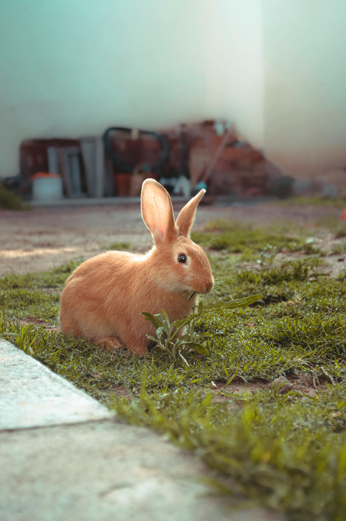 Alfalfa Hay for Rabbits