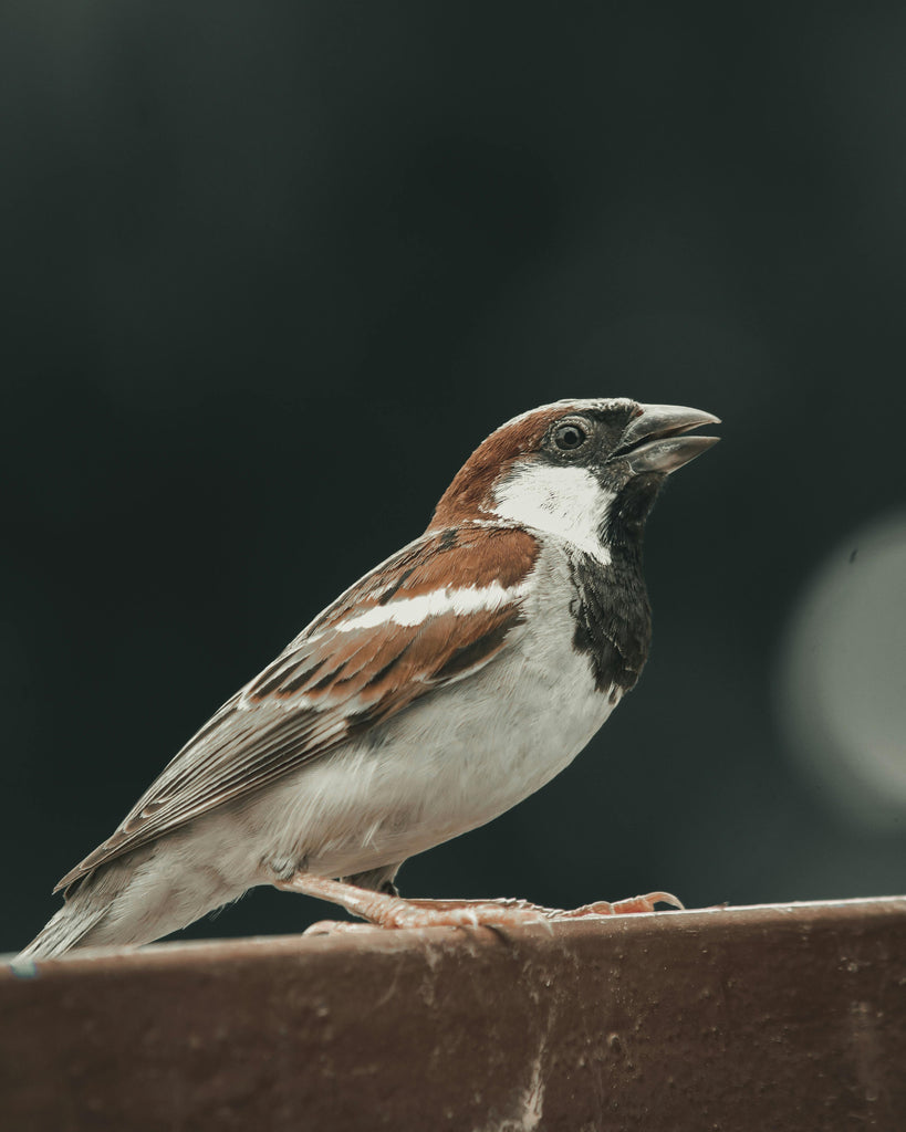 Food for Sparrows