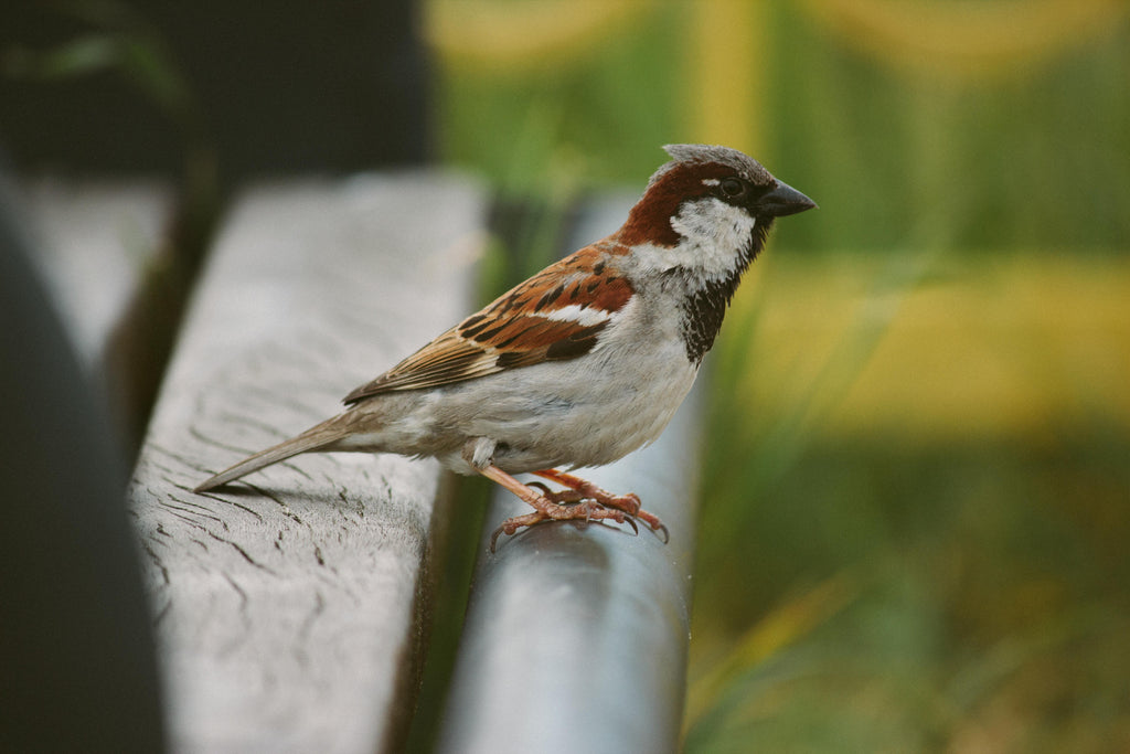 which food sparrow eat